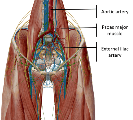 external iliac artery