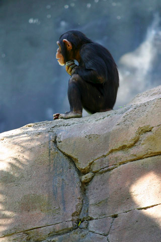 Chimp Thinker